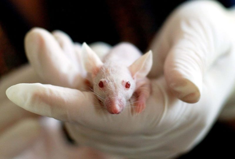 Synthetic CBD Treats Seizures in Rats Safer Than Hemp-Based CBD