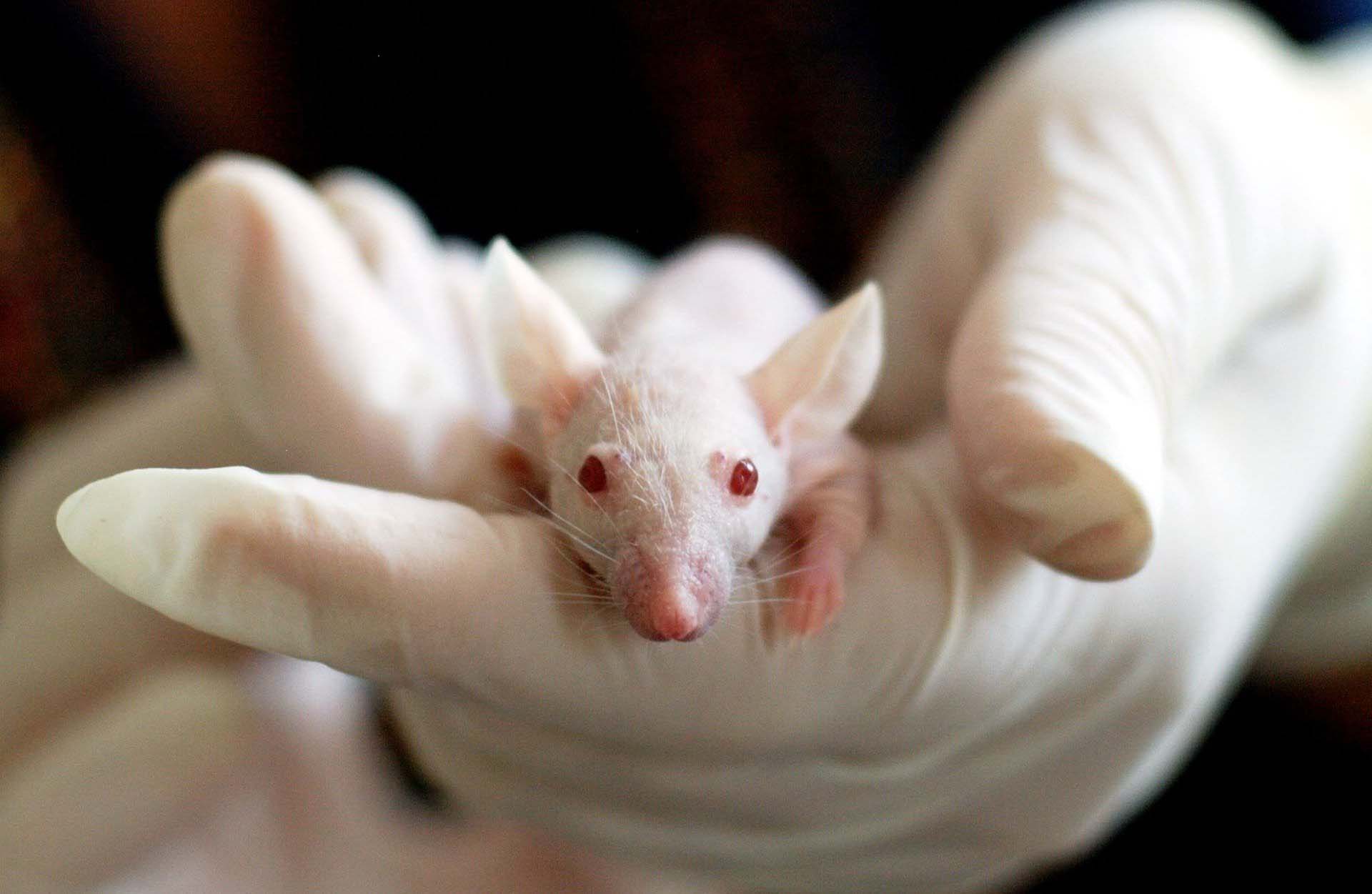 Synthetic CBD Treats Seizures in Rats Safer Than HempBased CBD CBD World News