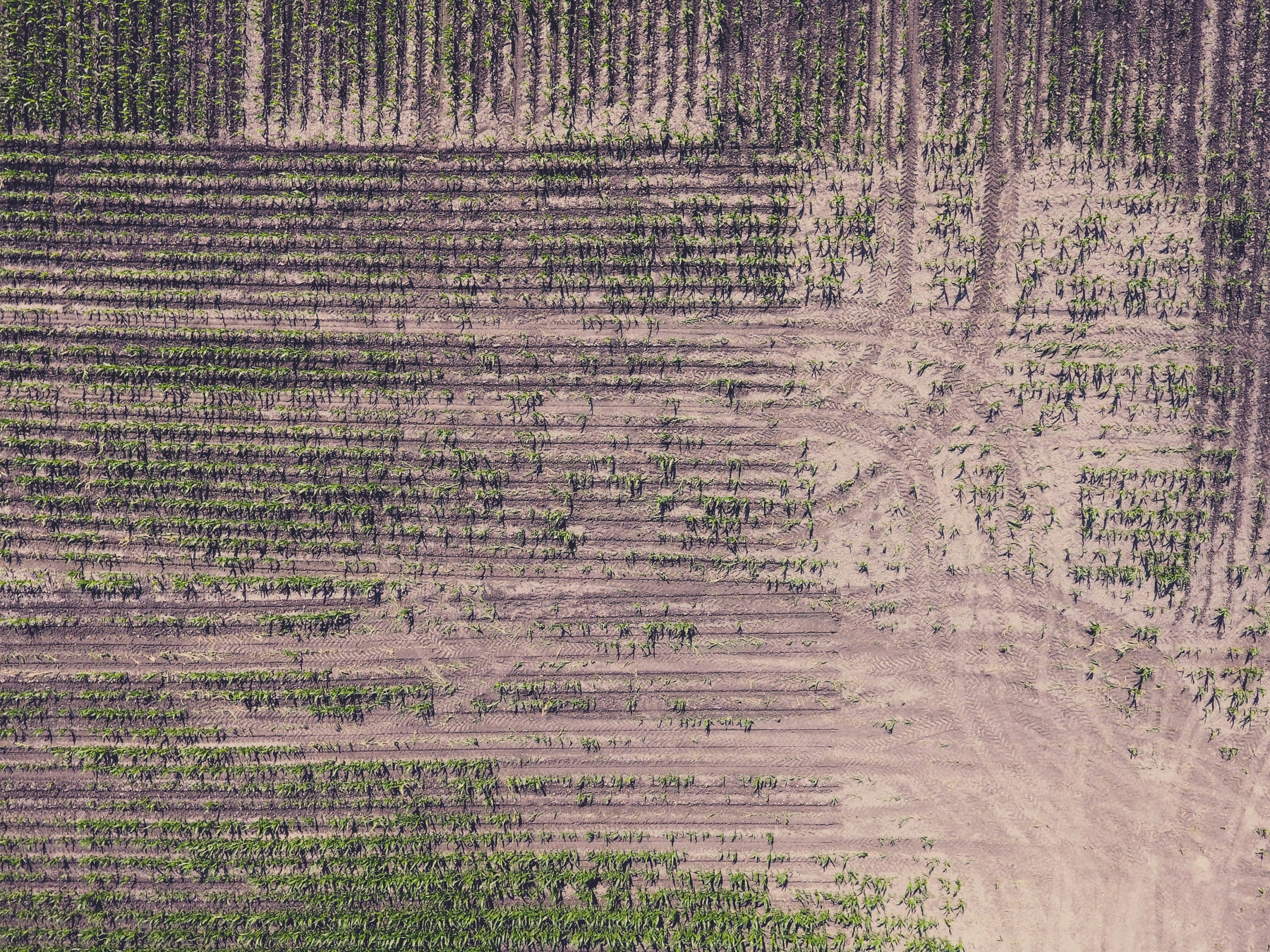 Hemp Cultivation and the Causes of Crop Failure
