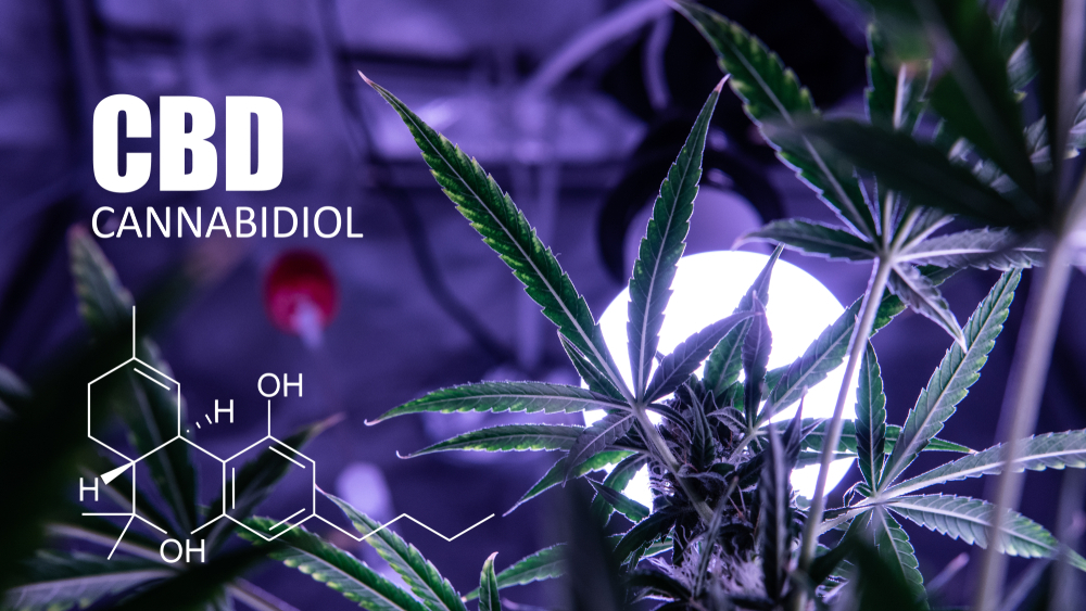 The Use of Nanotechnology in CBD