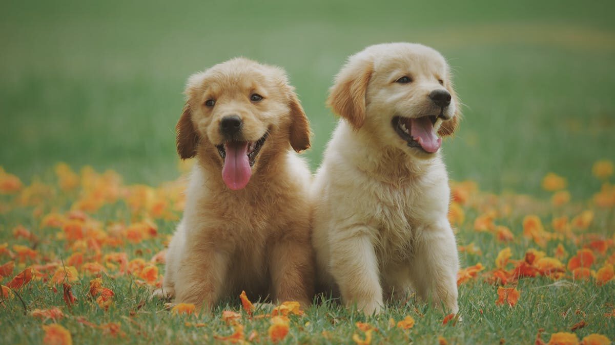 Maryland Bill Would Allow Veterinarians to Recommend Cannabis for Pets