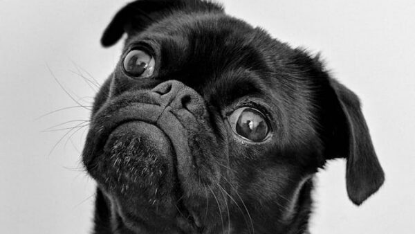 CBD Pet Market Explodes: What Veterinarians Are Now Recommending