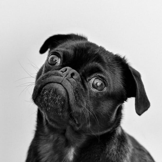 CBD Pet Market Explodes: What Veterinarians Are Now Recommending